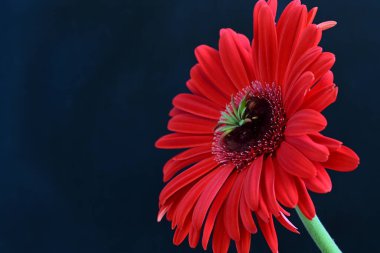 Siyah arkaplanda kırmızı Gerbera çiçeği