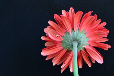 Siyah arkaplanda kırmızı Gerbera çiçeği