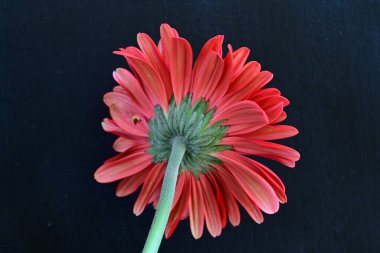 Siyah arkaplanda kırmızı Gerbera çiçeği