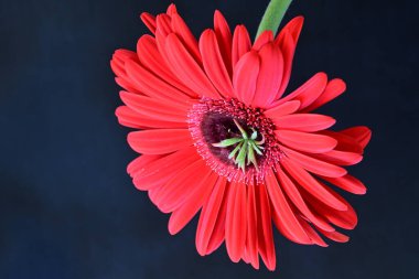 Siyah arkaplanda kırmızı Gerbera çiçeği