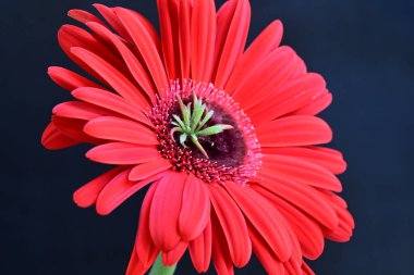 Siyah arkaplanda kırmızı Gerbera çiçeği
