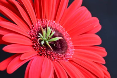 Siyah arkaplanda kırmızı Gerbera çiçeği