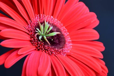 Siyah arkaplanda kırmızı Gerbera çiçeği
