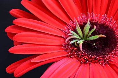 Siyah arkaplanda kırmızı Gerbera çiçeği