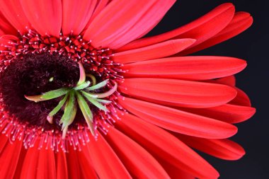 Siyah arkaplanda kırmızı Gerbera çiçeği