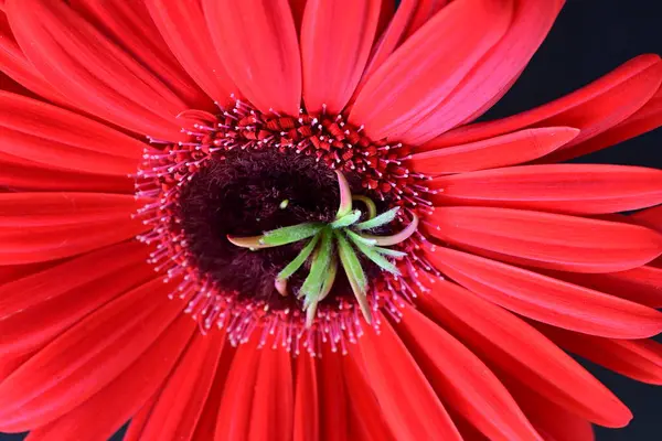 Siyah arkaplanda kırmızı Gerbera çiçeği