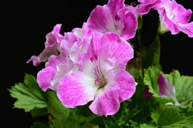 Güzel çiçeklerin yakın çekim görüntüsü, doğa konsepti arka plan