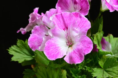 Güzel çiçeklerin yakın çekim görüntüsü, doğa konsepti arka plan