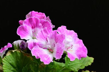 Güzel çiçeklerin yakın çekim görüntüsü, doğa konsepti arka plan