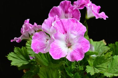 Güzel çiçeklerin yakın çekim görüntüsü, doğa konsepti arka plan