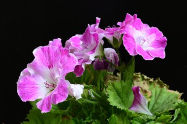 Güzel çiçeklerin yakın çekim görüntüsü, doğa konsepti arka plan