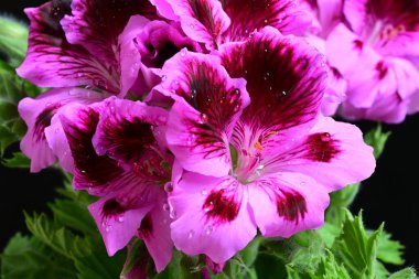 Siyah arkaplanda güzel pelargonyum çiçekleri, yakın görüş