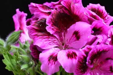 Siyah arkaplanda güzel pelargonyum çiçekleri, yakın görüş
