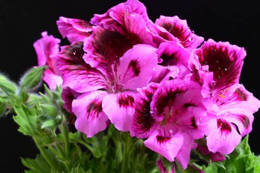 Siyah arkaplanda güzel pelargonyum çiçekleri, yakın görüş