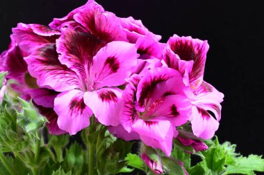 Siyah arkaplanda güzel pelargonyum çiçekleri, yakın görüş