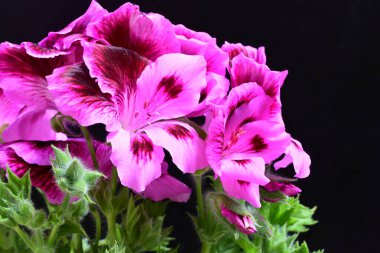 Siyah arkaplanda güzel pelargonyum çiçekleri, yakın görüş