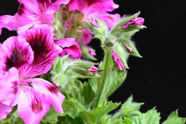 Siyah arkaplanda güzel pelargonyum çiçekleri, yakın görüş