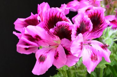 Siyah arkaplanda güzel pelargonyum çiçekleri, yakın görüş