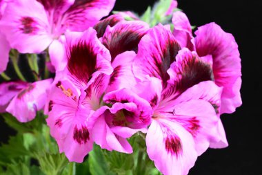 Güzel çiçeklerin yakın çekim görüntüsü, doğa konsepti arka plan