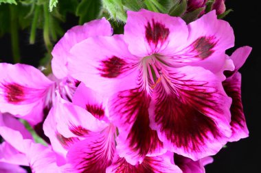 Güzel çiçeklerin yakın çekim görüntüsü, doğa konsepti arka plan