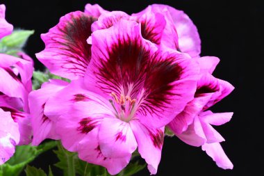 Güzel çiçeklerin yakın çekim görüntüsü, doğa konsepti arka plan