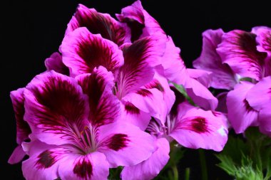 Güzel çiçeklerin yakın çekim görüntüsü, doğa konsepti arka plan