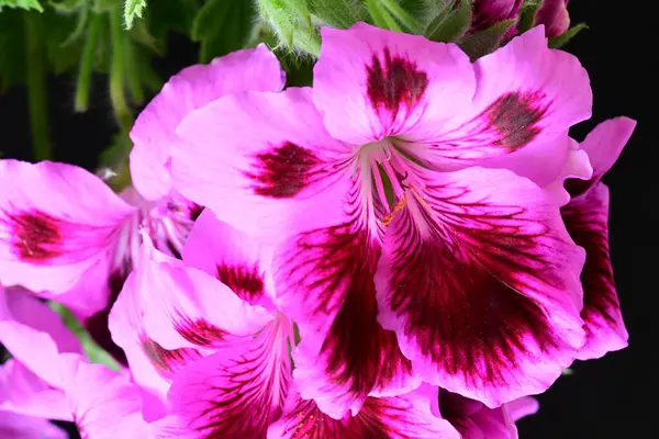 Güzel çiçeklerin yakın çekim görüntüsü, doğa konsepti arka plan