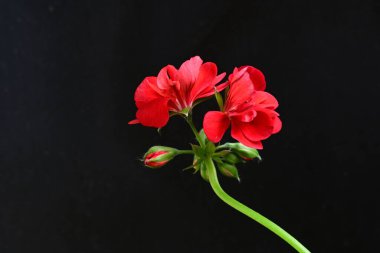 Pelargonium Çiçekleri 'ni kapatın. Doğal Işık Seçici Odaklanma