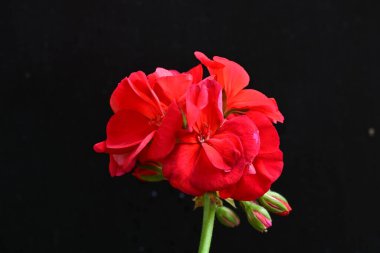 Pelargonium Çiçekleri 'ni kapatın. Doğal Işık Seçici Odaklanma