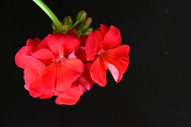 Pelargonium Çiçekleri 'ni kapatın. Doğal Işık Seçici Odaklanma