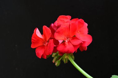 Pelargonium Çiçekleri 'ni kapatın. Doğal Işık Seçici Odaklanma
