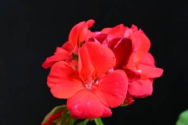 Pelargonium Çiçekleri 'ni kapatın. Doğal Işık Seçici Odaklanma