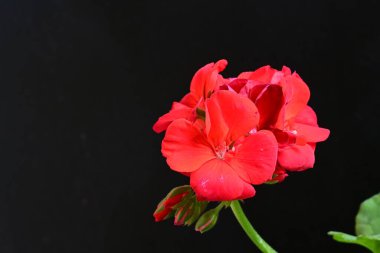 Pelargonium Çiçekleri 'ni kapatın. Doğal Işık Seçici Odaklanma