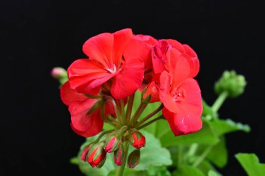 Pelargonium Çiçekleri 'ni kapatın. Doğal Işık Seçici Odaklanma