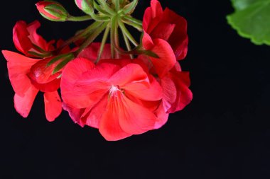 Pelargonium Çiçekleri 'ni kapatın. Doğal Işık Seçici Odaklanma