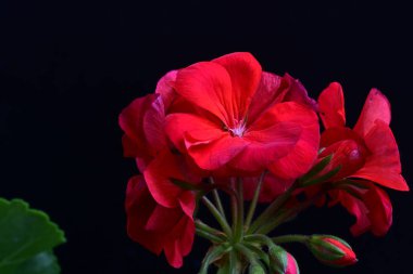 Pelargonium Çiçekleri 'ni kapatın. Doğal Işık Seçici Odaklanma