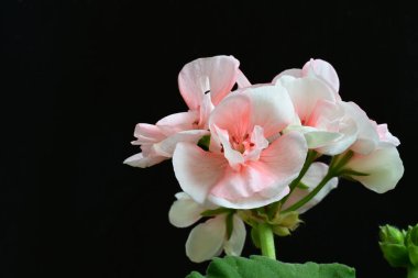 Güzel çiçeklerin yakın çekim görüntüsü, doğa konsepti arka plan