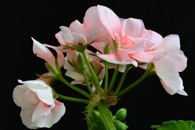 Güzel çiçeklerin yakın çekim görüntüsü, doğa konsepti arka plan