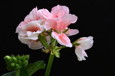 Güzel çiçeklerin yakın çekim görüntüsü, doğa konsepti arka plan