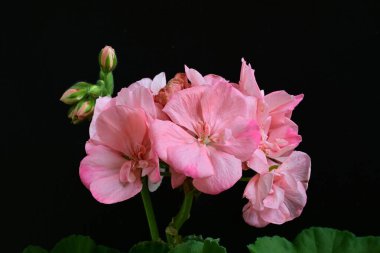 Pelargonium Çiçekleri 'ni kapatın. Doğal Işık Seçici Odaklanma