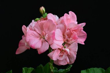 Pelargonium Çiçekleri 'ni kapatın. Doğal Işık Seçici Odaklanma