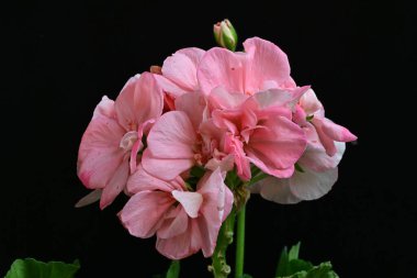 Pelargonium Çiçekleri 'ni kapatın. Doğal Işık Seçici Odaklanma