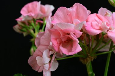 Pelargonium Çiçekleri 'ni kapatın. Doğal Işık Seçici Odaklanma