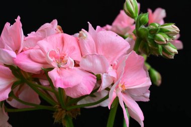 Pelargonium Çiçekleri 'ni kapatın. Doğal Işık Seçici Odaklanma