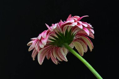 Siyah arka planda güzel Gerbera çiçeğini kapat.