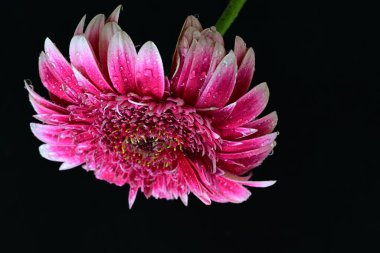 Siyah arka planda güzel Gerbera çiçeğini kapat.