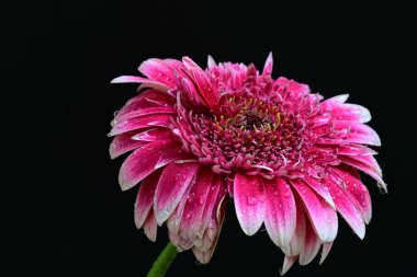 Siyah arka planda güzel Gerbera çiçeğini kapat.