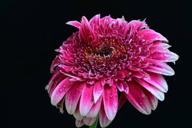 Siyah arka planda güzel Gerbera çiçeğini kapat.