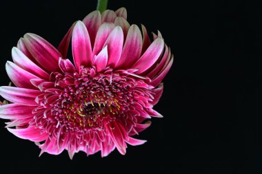 Siyah arka planda güzel Gerbera çiçeğini kapat.