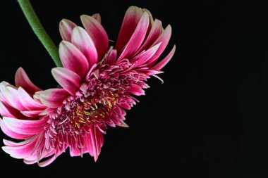 Siyah arka planda güzel Gerbera çiçeğini kapat.